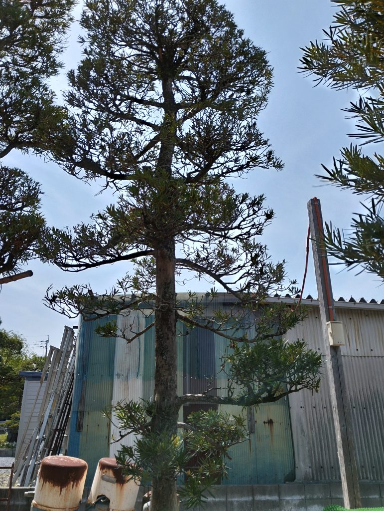 ラカンマキ | 田代造園